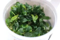 Bucephalandra
