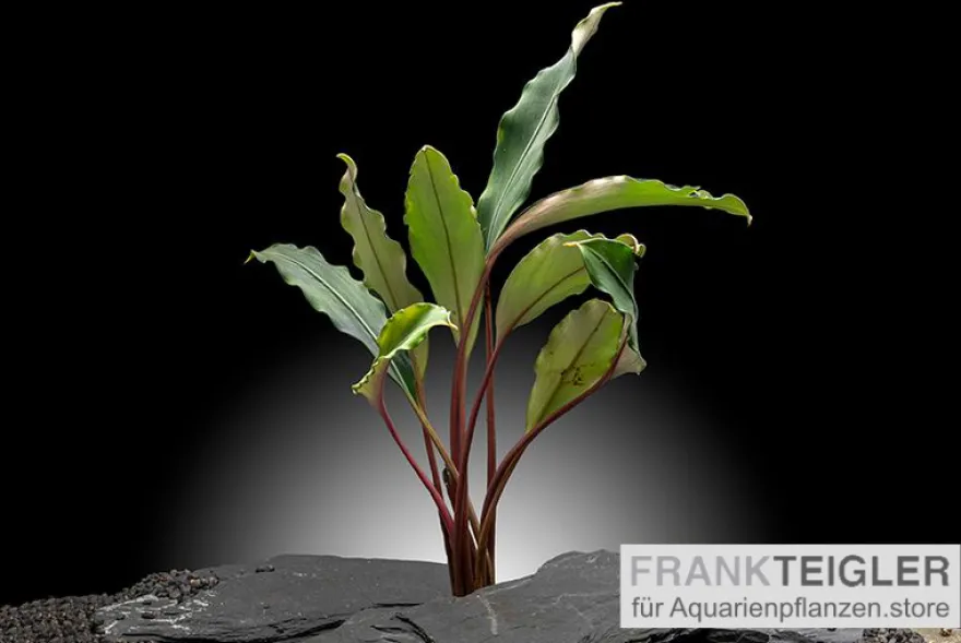 Bucephalandra "Pearl grey", lose Pflanze