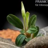 Bucephalandra "Phoenix", lose Pflanze