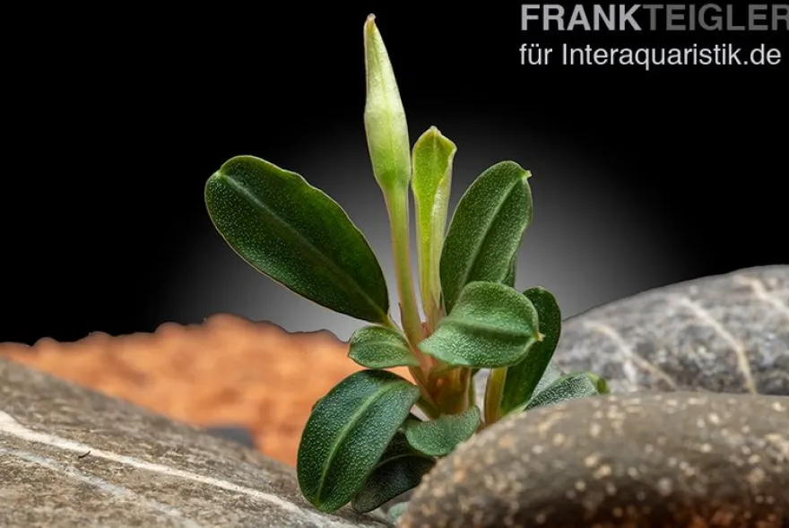 Bucephalandra "Phoenix", lose Pflanze
