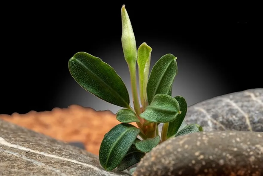 Bucephalandra "Phoenix", lose Pflanze