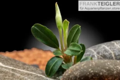 Bucephalandra