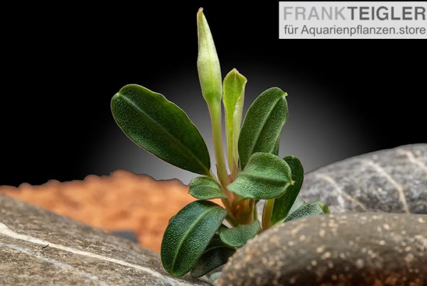 Bucephalandra "Phoenix", lose Pflanze