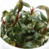 Bucephalandra "Serimbu Brown", Bucephalandra sp. "Serimbu Brown", in Vitro
