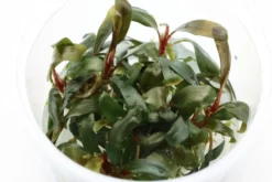 Bucephalandra "Serimbu Brown", Bucephalandra sp. "Serimbu Brown", in Vitro