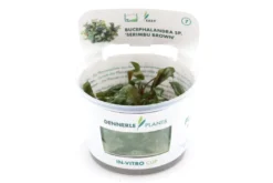 Bucephalandra "Serimbu Brown", Bucephalandra sp. "Serimbu Brown", in Vitro