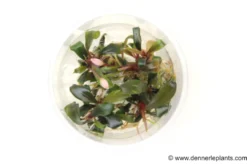 Bucephalandra