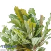 Bucephalandra sp. "Blue Green", im Topf