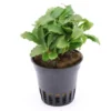 Bucephalandra sp. "Green Velvet", im Topf