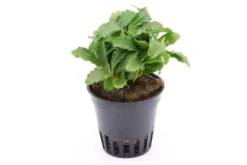 Bucephalandra sp. "Green Velvet", im Topf