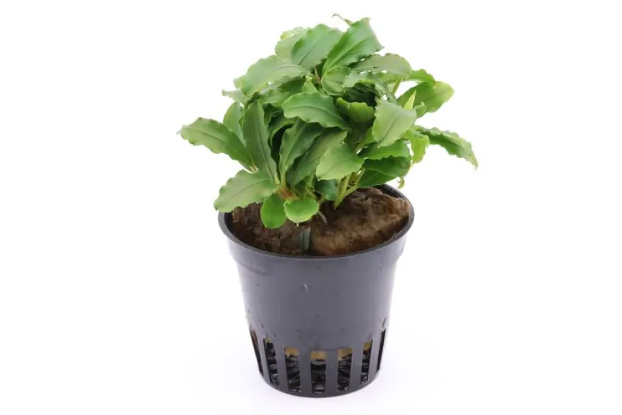 Bucephalandra sp. "Green Velvet", im Topf