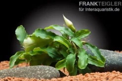 Bucephalandra sp. "Green Velvet", im Topf