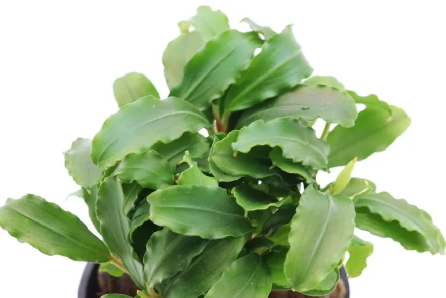Bucephalandra sp. "Green Velvet", im Topf