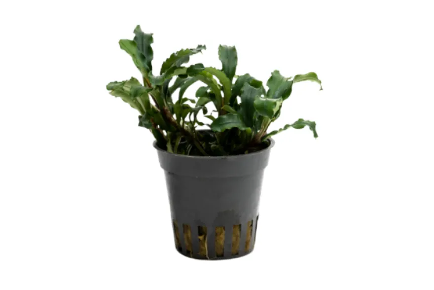 Bucephalandra sp. "Green Velvet", im Topf