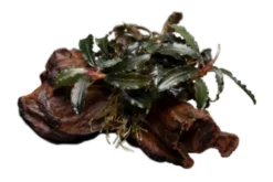 Bucephalandra sp. "Kedagang" auf Holzwurzel, ca. 8-10 cm