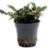 Bucephalandra sp. "Mini Red", im Topf