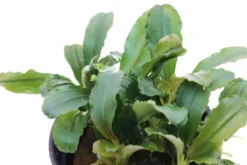 Bucephalandra sp. "Mini Red", im Topf