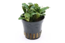 Bucephalandra sp. 