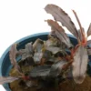 Bucephalandra sp. "Red Scorpio", im Topf