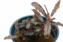 Bucephalandra sp. "Red Scorpio", im Topf
