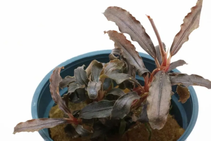 Bucephalandra sp. "Red Scorpio", im Topf