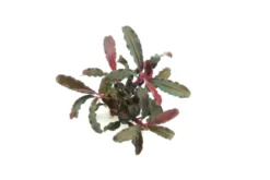 Bucephalandra sp. "Red Scorpio", im Topf