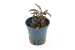 Bucephalandra sp.