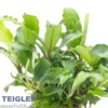 Bucephalandra sp. "Wavy Green", im Topf