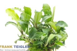 Bucephalandra sp. "Wavy Green", im Topf
