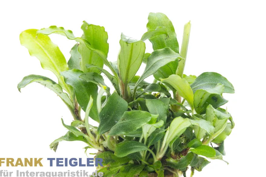 Bucephalandra sp. "Wavy Green", im Topf