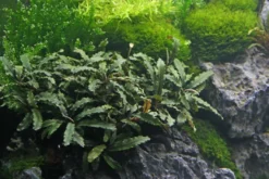 Bucephalandra sp. "Wavy Green Leaf", lose Pflanze