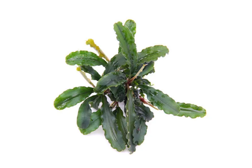 Bucephalandra sp. "Wavy Green Leaf", lose Pflanze