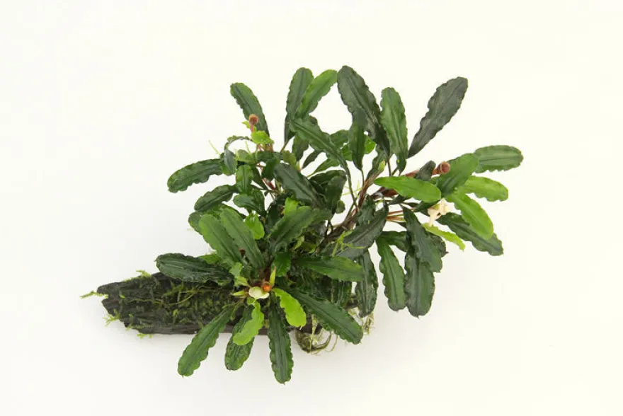 Bucephalandra sp. "Wavy Green Leaf", lose Pflanze