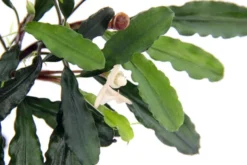 Bucephalandra sp.