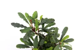 Bucephalandra sp.