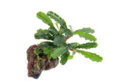 Bucephalandra sp.