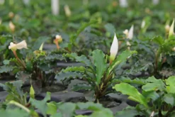 Bucephalandra sp.