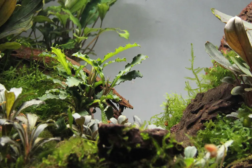 Bucephalandra sp. "Wavy Green Leaf", lose Pflanze