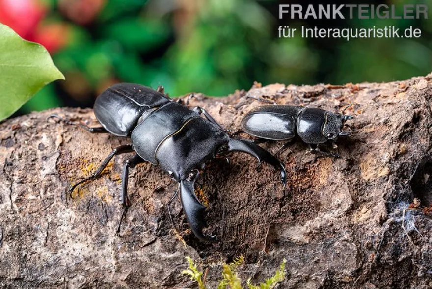 Bucephalus-Hirschkäfer, Dorcus bucephalus, gemischt