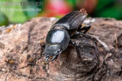 Bucephalus-Hirschkäfer, Dorcus bucephalus, gemischt