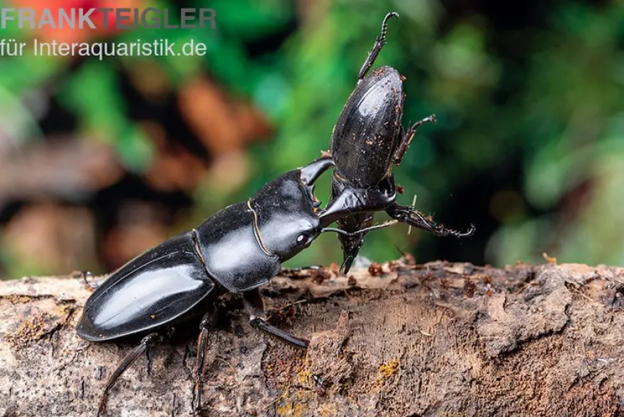 Bucephalus-Hirschkäfer, Dorcus bucephalus, gemischt