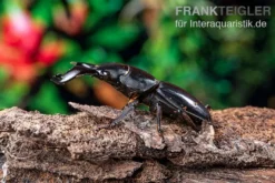 Bucephalus-Hirschkäfer, Dorcus bucephalus, gemischt