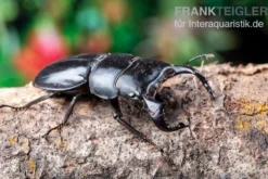 Bucephalus-Hirschkäfer, Dorcus bucephalus, gemischt