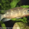 Buckelkopfcichlide, Steatocranus casuarius