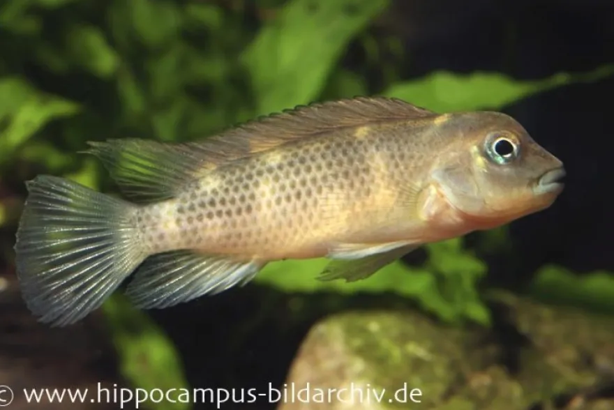 Buckelkopfcichlide, Steatocranus casuarius