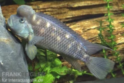 Buckelkopfcichlide, Steatocranus casuarius