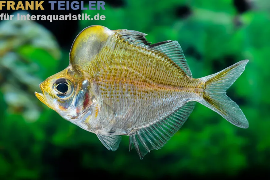 Buckelkopf-Glasbarsch, Parambassis pulcinella, 5-7 cm