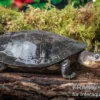 Buckelschildkröte, Phrynops gibbus