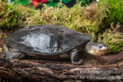 Buckelschildkröte, Phrynops gibbus