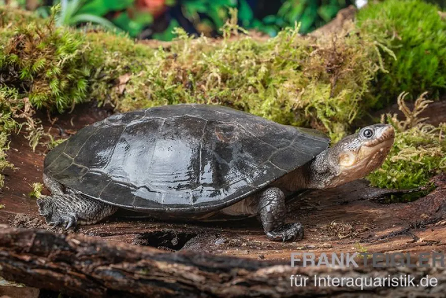Buckelschildkröte, Phrynops gibbus